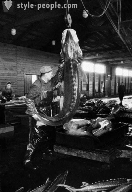 Mivel a Szovjetunióban bányászott kaviár