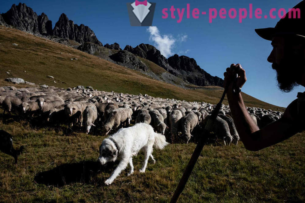 Az élet a pásztor az Alpokban