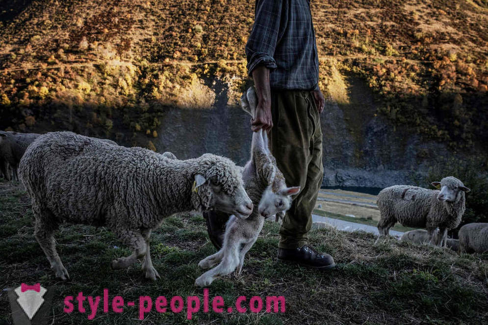 Az élet a pásztor az Alpokban