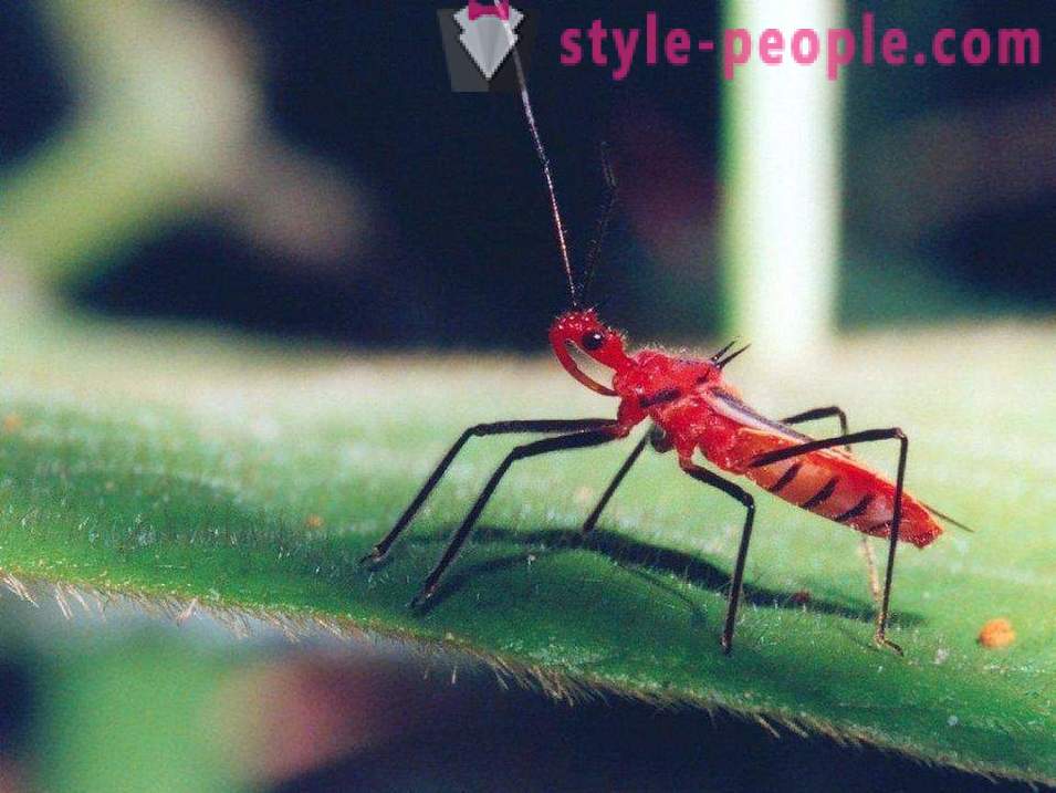A legveszélyesebb rovarok a Földön