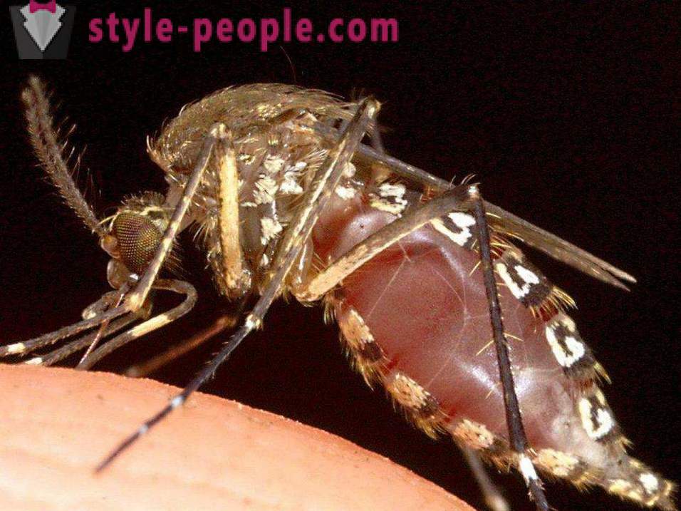 A legveszélyesebb rovarok a Földön