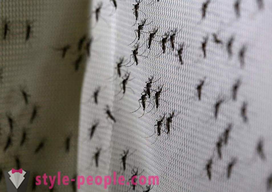 Bill Gates különített millió dollárt, hogy hozzon létre egy szúnyog gyilkos