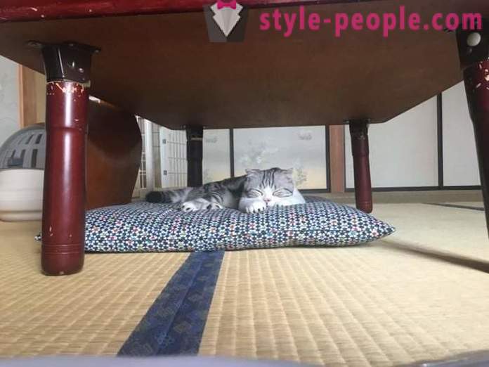 Japán hotel, ahol meg lehet venni egy macska kiadó