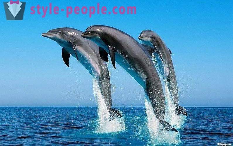 Csodálatos delfinekkel