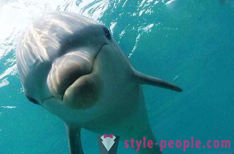 Csodálatos delfinekkel