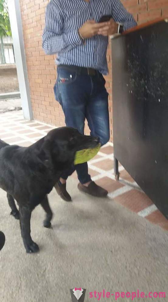 A kutya megtanulja, hogy élelmet vásárolni a saját pénznemében