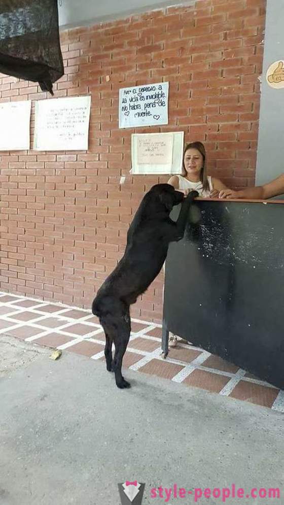 A kutya megtanulja, hogy élelmet vásárolni a saját pénznemében