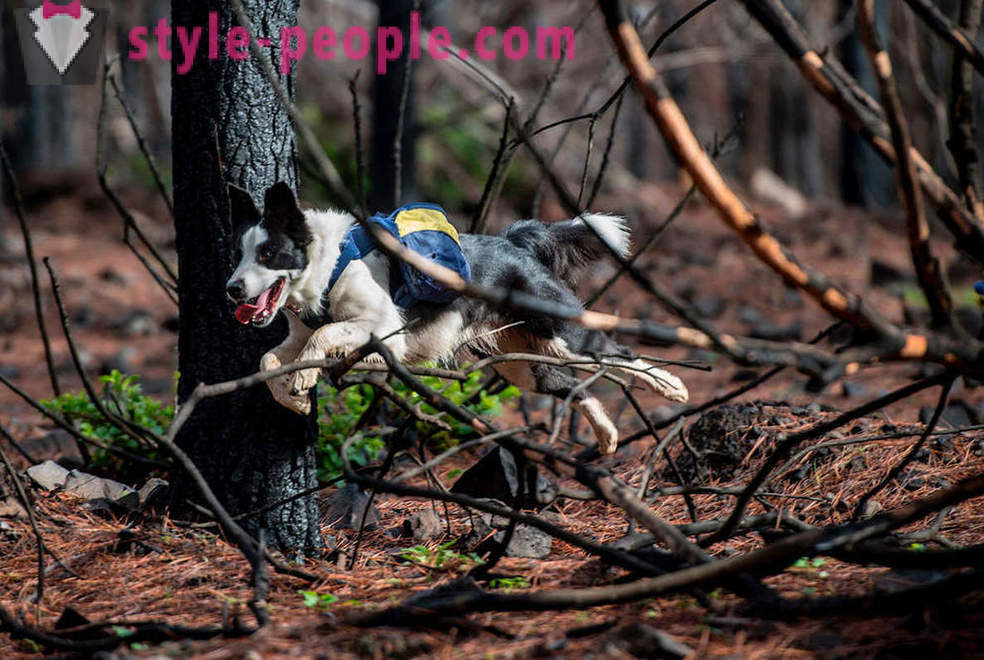 Kutya segít helyreállítani a chilei erdők