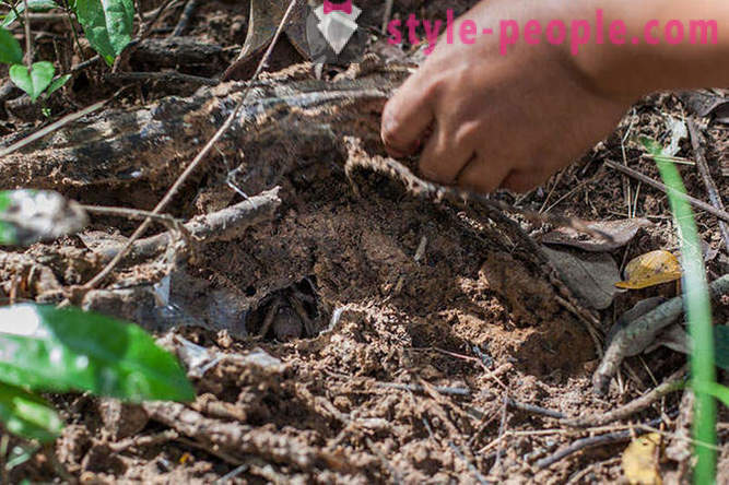 Kambodzsai vadászok madárpókok