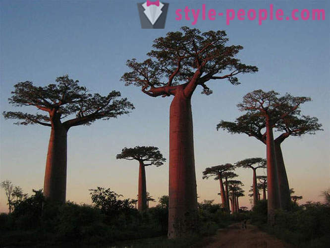 A leginkább figyelemre méltó fák a világon