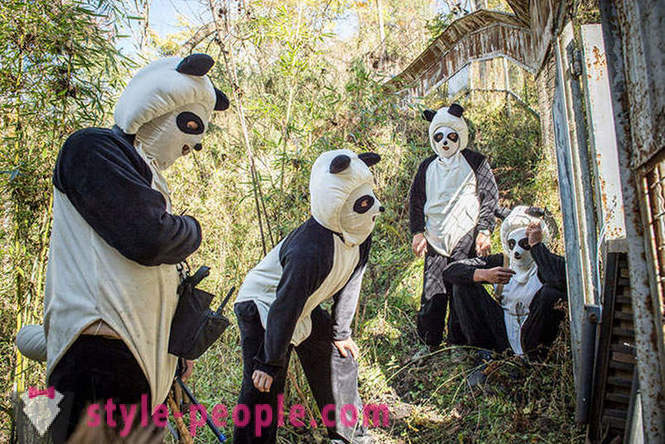 Hogyan növekszik óriás panda Szecsuán
