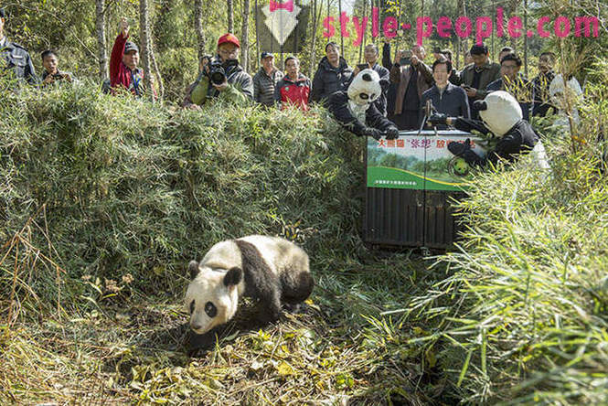 Hogyan növekszik óriás panda Szecsuán
