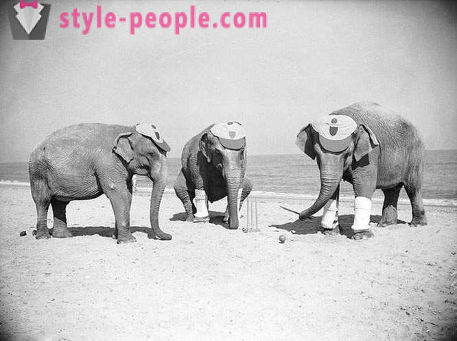 Szokatlan vintage fotók az állatok