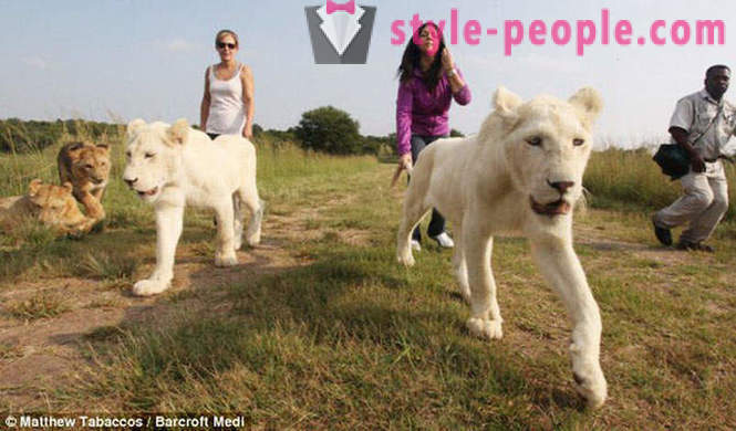 Egy séta a cég a fehér oroszlánok