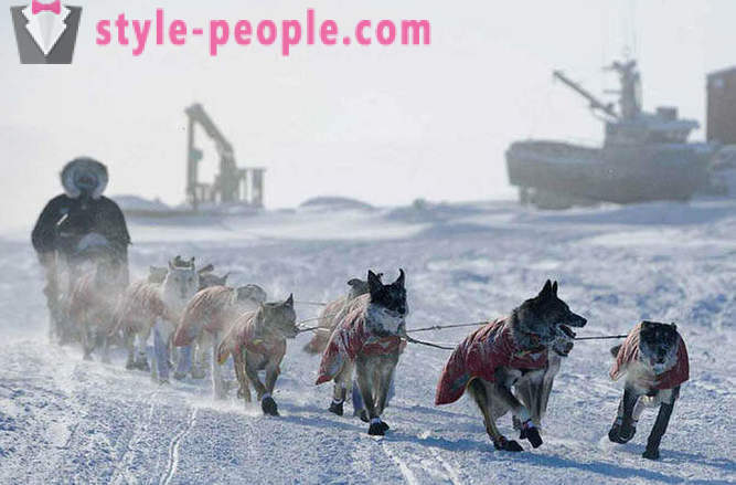 Kutyaszán verseny 2012 Iditarod