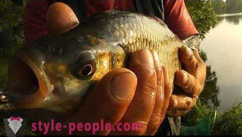 Fishing on Pakhra: képeket és az értékeléseket. horgászhelyek