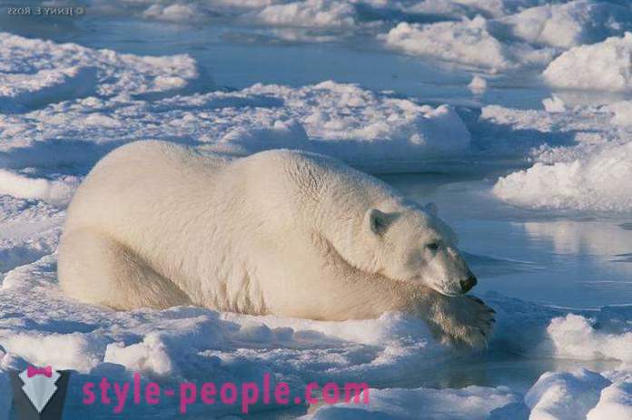 Medve vadászat a téli hónapokban. Vadászat jegesmedvék